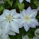 Clematis 'Gladys Picard' GM 2,0L leverbaar