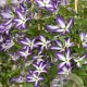 Clematis (Vit) Glorious Cloud GM 2,0L leverbaar