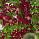 Clematis (Vit) Glorious Red GM 2,0L leverbaar