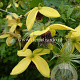 Clematis 'Golden Harvest' GM 2,0L leverbaar