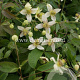 Clematis 'Grace' GM 2,0L leverbaar