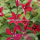 Clematis 'Gravetye Beauty' GM 2,0L leverbaar