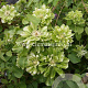 Clematis Green Passion GM 2,0L leverbaar