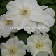 Clematis 'Guernsey Cream' GM 2,0L leverbaar