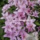 Clematis 'Hagley Hybrid' GM 2,0L leverbaar