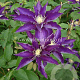 Clematis 'Haku-ookan' GM 2,0L leverbaar