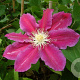 Clematis 'Hania' GM 2,0L leverbaar