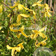Clematis 'Helios' GM 2,0L leverbaar