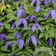 Clematis 'Helsingborg' GM 2,0L leverbaar