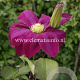 Clematis 'Hoshi-no-flamenco' GM 2,0L leverbaar