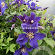 Clematis Hudson River GM 2,0L leverbaar