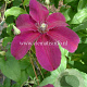 Clematis 'Huvi' GM 2,0L leverbaar