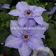 Clematis 'Hybrida Sieboldii' GM 2,0L leverbaar