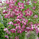 Clematis I Am Happy GM 2,0L leverbaar