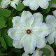 Clematis 'Ibi' GM 2,0L leverbaar