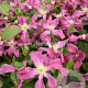 Clematis Inspiration GM 2,0L leverbaar