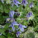 Clematis integrifolia GM 2,0L leverbaar