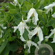 Clematis integrifolia 'Alba' GM 2,0L leverbaar
