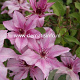 Clematis Isabella GM 2,0L leverbaar