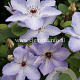 Clematis 'Ivan Olsson' GM 2,0L leverbaar