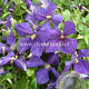 Clematis 'Jackmanii' GM 2,0L leverbaar