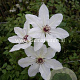 Clematis 'James Mason' GM 2,0L leverbaar