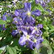 Clematis 'Jenny' GM 2,0L leverbaar
