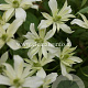Clematis 'Jenny Keay' GM 2,0L leverbaar