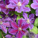 Clematis 'Julka' GM 2,0L leverbaar