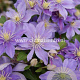 Clematis 'Justa' GM 2,0L leverbaar