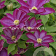 Clematis 'Kakio' GM 2,0L leverbaar