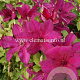 Clematis 'Kardynal Wyszynski' GM 2,0L leverbaar