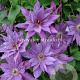 Clematis 'Kathleen Dunford' GM 2,0L leverbaar