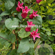 Clematis Koningin Maxima GM 2,0L leverbaar