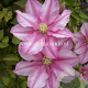 Clematis Lasting Love GM 2,0L leverbaar