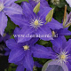 Clematis 'Lasurstern' GM 2,0L leverbaar