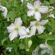 Clematis 'Little Nell' GM 2,0L leverbaar