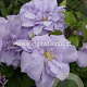 Clematis 'Louise Rowe' GM 2,0L leverbaar