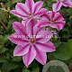 Clematis 'Love Jewelry' GM 2,0L leverbaar