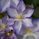 Clematis Lucky Charm GM 2,0L leverbaar