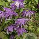 Clematis macropetala GM 2,0L leverbaar
