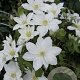 Clematis (ELF) Madame Blanc GM 2,0L leverbaar