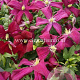 Clematis 'Madame Julia Correvon' GM 2,0L leverbaar