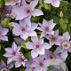 Clematis Mandy GM 2,0L leverbaar