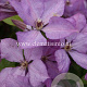 Clematis 'Margaret Hunt' GM 2,0L leverbaar