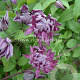 Clematis 'Mary Rose' GM 2,0L leverbaar