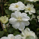 Clematis 'Mary-Claire' GM 2,0L leverbaar