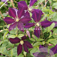 Clematis 'Mikelite' GM 2,0L leverbaar