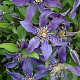 Clematis Mississippi River GM 2,0L leverbaar