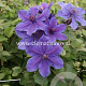 Clematis Mon Amour GM 2,0L leverbaar